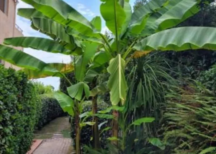 30 M With Terrace And Pool 公寓 昂蒂布